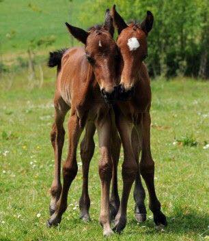 Beautiful Foals